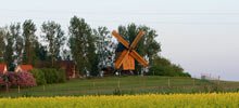 Weinberg mit Bockwindmühle