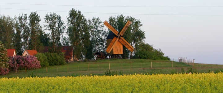 Weinberg mit Bockwindmühle
