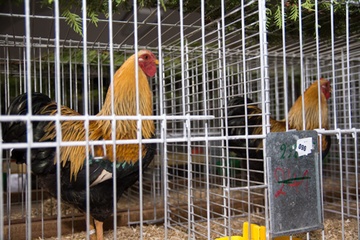Kleintierzüchter laden ein