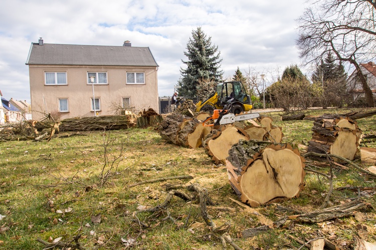 Baum fällt, in Lostau