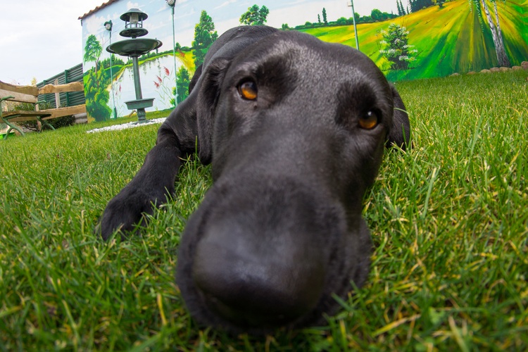 Titelbild zum News-Artikel Informationen zur Anmeldung von Hunden