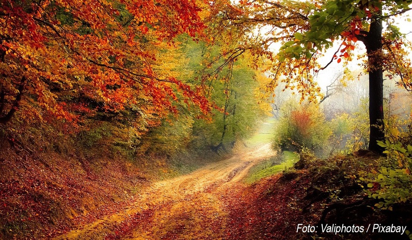 Herbstwald in lebendigen Orange- und Rottönen.