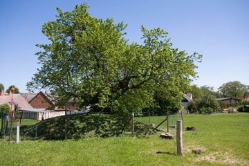 Schermen