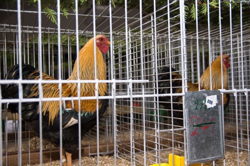 Titelbild zum News-Artikel: Kleintierzüchter laden ein
