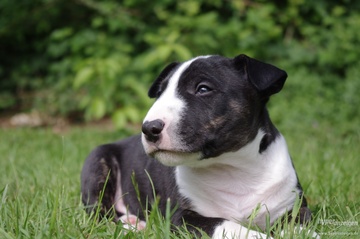 Information zum Hundegesetz des Landes Sachsen-Anhalt 