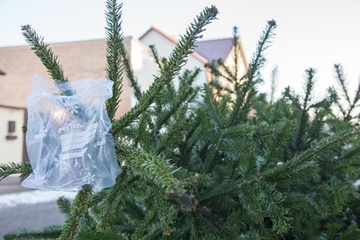Weihnachtsbäume gesammelt