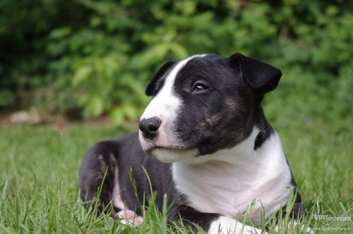 Titelbild zum News-Artikel: Information zum Hundegesetz des Landes Sachsen-Anhalt 