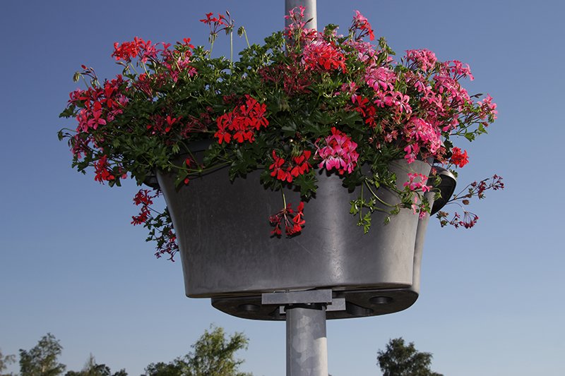 Ein hängender Pflanzenbehälter, der an einer Vorrichtung befestigt ist und Blumen enthält. 