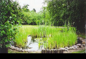 Begrünter Teich mit Bäumen und Wiese im Hintergrund.